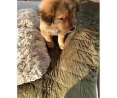 9 weeks old Chow chow Female puppy - 2