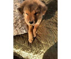 9 weeks old Chow chow Female puppy - 3
