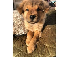 9 weeks old Chow chow Female puppy - 4
