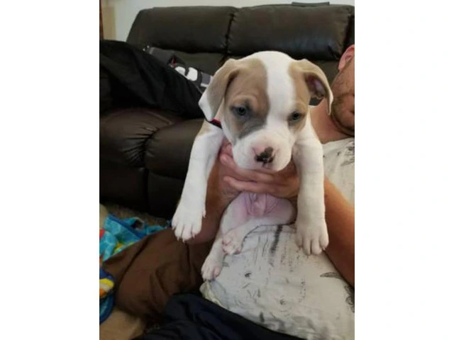 American Bully Puppy one male puppy left - 2/2