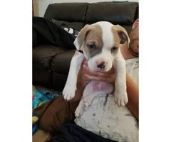 American Bully Puppy one male puppy left - 2