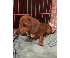 16 week old female mini dachshund - 3