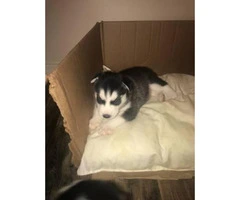 3 Full blooded black/grey/white Siberian Husky Puppies - 2