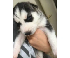 3 Full blooded black/grey/white Siberian Husky Puppies - 3