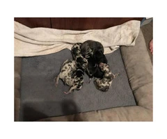 A litter of 10 Great Dane puppies - 2