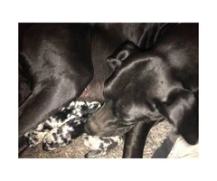 A litter of 10 Great Dane puppies - 3