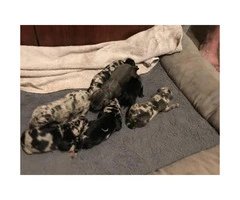 A litter of 10 Great Dane puppies - 4