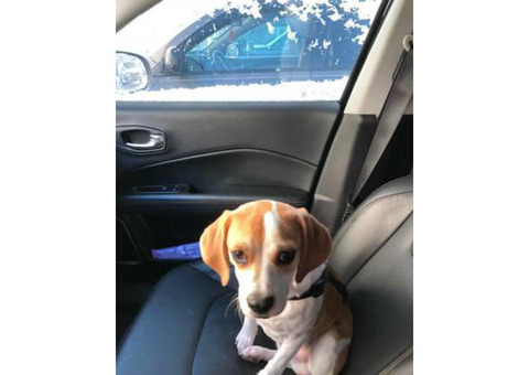 6 months old puggle puppy named Ryder