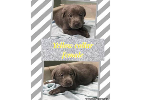One female silver lab puppy available