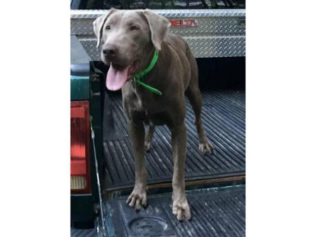 One female silver lab puppy available in Mobile, Alabama