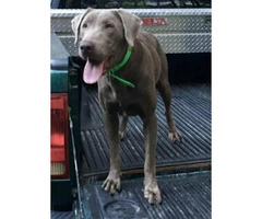 One female silver lab puppy available - 2