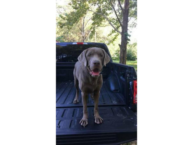 One female silver lab puppy available in Mobile, Alabama - Puppies for Sale Near Me