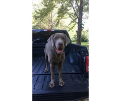 One female silver lab puppy available - 3