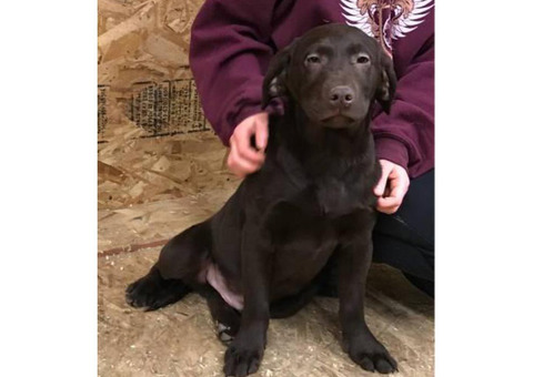 AKC registered one 4 months and seven days old chocolate male lab