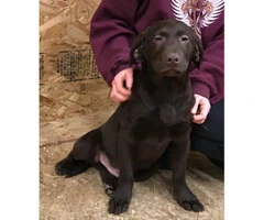 AKC registered one 4 months and seven days old chocolate male lab