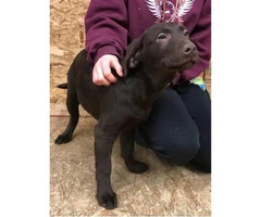 AKC registered one 4 months and seven days old chocolate male lab - 3