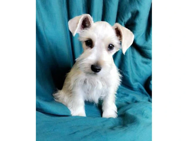 100% purebred platinum silver miniature schnauzer puppies