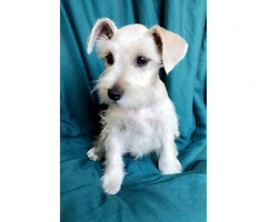 100% purebred platinum silver miniature schnauzer puppies