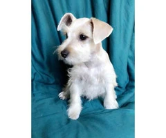 100% purebred platinum silver miniature schnauzer puppies