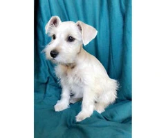 100% purebred platinum silver miniature schnauzer puppies