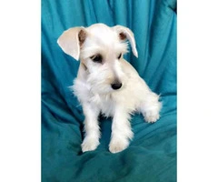 100% purebred platinum silver miniature schnauzer puppies