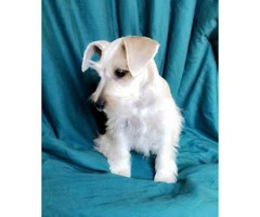 100% purebred platinum silver miniature schnauzer puppies