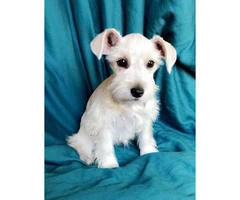 100% purebred platinum silver miniature schnauzer puppies