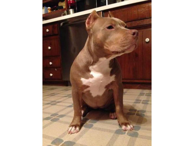 5 Months Old Tri Color Female Pitbull Puppy Boston Puppies For Sale