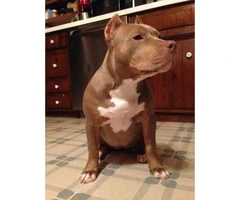 5 months old Tri-Color Female Pitbull puppy