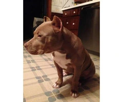 5 months old Tri-Color Female Pitbull puppy - 2