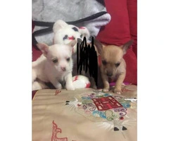 2 male chihuahua puppies - 3