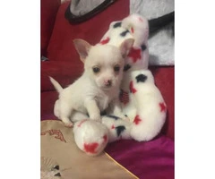 2 male chihuahua puppies - 4