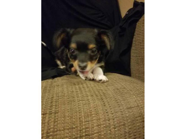 4 Chihuahua Mixed ShitzuYorkie Puppies in Lubbock, Texas
