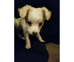 4 Chihuahua Mixed Shitzu-Yorkie Puppies - 3