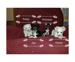 4 Chihuahua Mixed Shitzu-Yorkie Puppies - 5