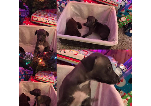 Italian Greyhound Baby Boy Looking For His Forever Home