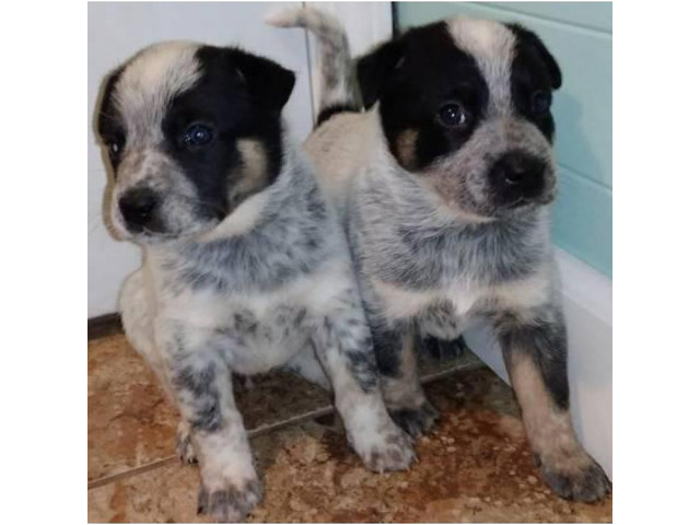 border heeler puppies for sale