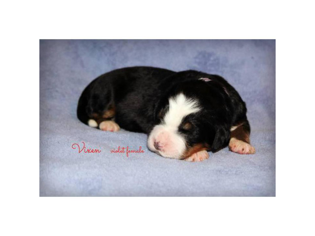 AKC Bernese Mountain Dog pups 1200 in Chillicothe, Ohio
