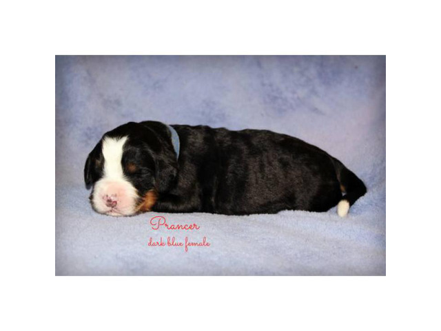 AKC Bernese Mountain Dog pups $1200 in Chillicothe, Ohio - Puppies for