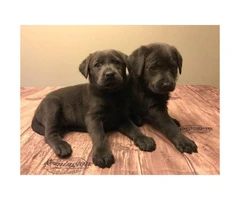 Charcoal Labradors Retrievers AKC Puppies - 4