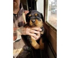 AKC High quality female Rottweiler puppies $1200 - 1