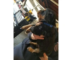 AKC High quality female Rottweiler puppies $1200 - 2