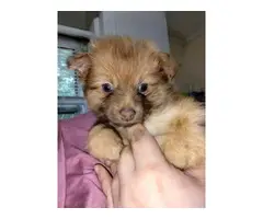 2 Pomeranian Chihuahua pups for sale - 2