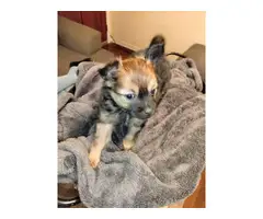 2 Pomeranian Chihuahua pups for sale - 3