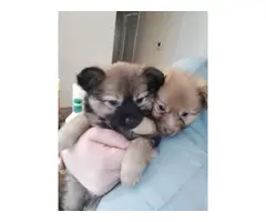 2 Pomeranian Chihuahua pups for sale - 4