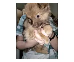 2 Pomeranian Chihuahua pups for sale - 5