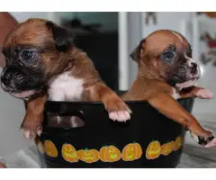 AKC Boxer Puppies for Adoption
