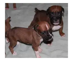 AKC Boxer Puppies for Adoption - 2