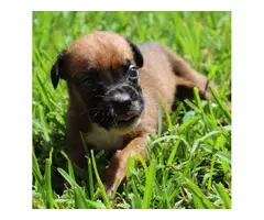 AKC Boxer Puppies for Adoption - 3