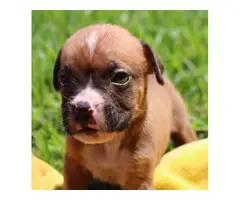 AKC Boxer Puppies for Adoption - 4